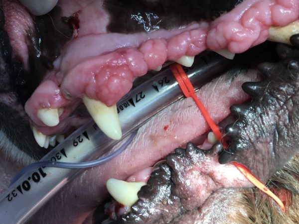 グレート ピレニーズの歯肉増殖症 歯茎の腫れ 症例集 ポラン動物病院