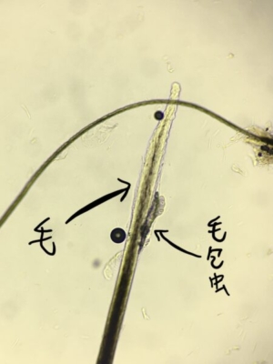 毛包虫