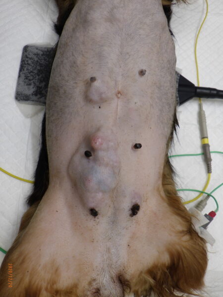 高齢ダックスフントの子宮蓄膿症 乳腺癌の併発 症例集 ポラン動物病院