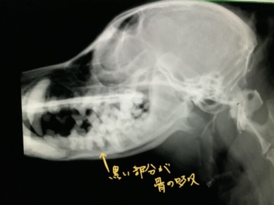 一般的な無麻酔レントゲンでもある程度把握できます