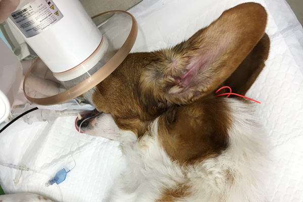 犬と猫の歯科診療 スケーリング、 抜歯 犬と猫の歯科診療 スケーリング