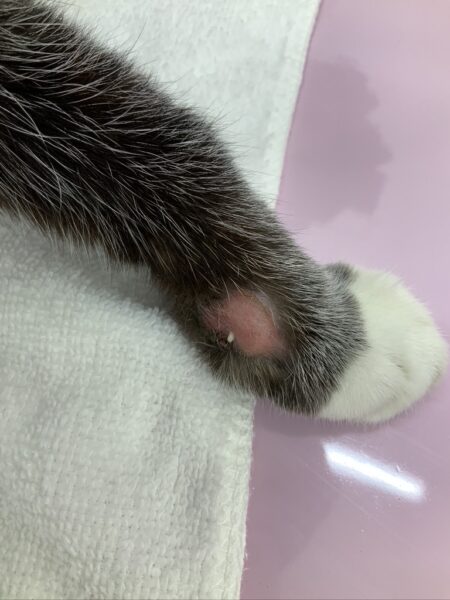 19歳、高齢猫の断脚、扁平上皮癌 - 症例集 - 練馬で犬猫の歯科なら
