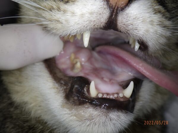 猫の口腔内扁平上皮癌(FOSCC) - 症例集 - 練馬で犬猫の歯科なら